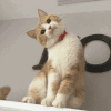 萌宠 猫咪 歪头 呆萌 可爱