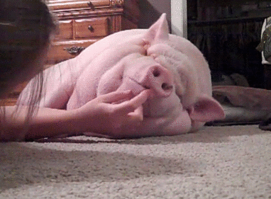 妖娆的猪睡觉姿势图片