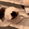 萌宠 猫咪 趴着 呆萌 可爱