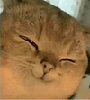 萌宠 猫咪 开心 呆萌 可爱