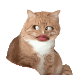 猫咪 可爱 搞怪 沙雕