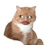 猫咪 可爱 搞怪 沙雕