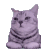 猫咪 猫meme 可爱 搞怪