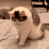 萌宠 猫咪 睡觉 呆萌 可爱