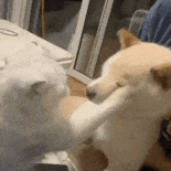 萌宠 猫咪 打 呆萌 可爱