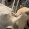 萌宠 猫咪 打 呆萌 可爱