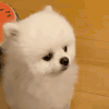 萌宠 狗狗 不开心 呆萌 可爱