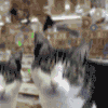 萌宠 猫咪 嘚瑟 呆萌 可爱