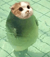 萌宠 猫咪 无语 呆萌 可爱
