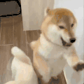 萌宠 狗狗 打你 呆萌 可爱
