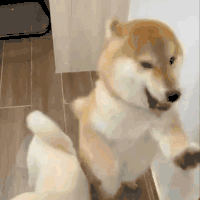 萌宠 狗狗 打你 呆萌 可爱