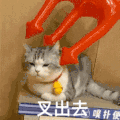 萌宠 猫咪 叉出去 呆萌 可爱