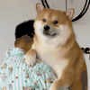 萌宠 狗狗 困了 呆萌 可爱