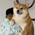 萌宠 狗狗 困了 呆萌 可爱