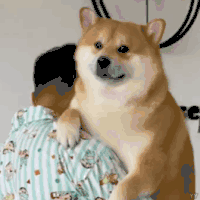 萌宠 狗狗 困了 呆萌 可爱