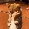 萌宠 狗狗 安慰 呆萌 可爱