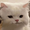 萌宠 猫咪 开心 呆萌 可爱