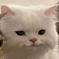 萌宠 猫咪 开心 呆萌 可爱
