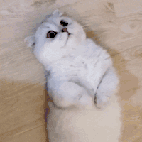 萌宠 猫咪 难受 呆萌 可爱