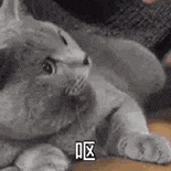 萌寵 貓咪 嘔 呆萌 可愛