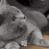 萌宠 猫咪 呕 呆萌 可爱