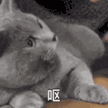 萌宠 猫咪 呕 呆萌 可爱