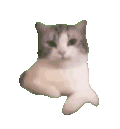 萌宠 猫咪 盯 呆萌 可爱