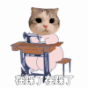 萌宠 猫咪 在踩了在踩了 呆萌 可爱