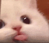 萌宠 猫咪 吐舌 呆萌 可爱