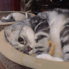 萌宠 猫咪 睡觉 呆萌 可爱