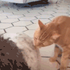 萌宠 猫咪 吃 呆萌 可爱