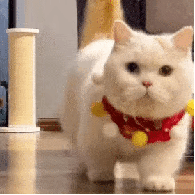 萌宠 猫咪 后退 呆萌 可爱