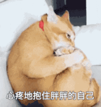 萌宠 猫咪 心疼地保住胖胖的自己 呆萌 可爱