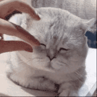 萌宠 猫咪 睁眼 呆萌 可爱