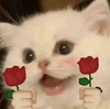 萌宠 猫咪 花 呆萌 可爱