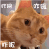 萌宠 猫咪 咋啦 呆萌 可爱