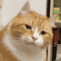 萌宠 猫咪 无聊 呆萌 可爱