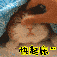 猫咪起床表情包图片