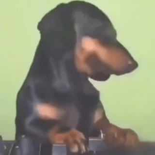 萌宠 狗狗 开心 呆萌 可爱