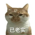 萌宠 猫咪 已老实 呆萌 可爱