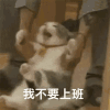 萌宠 猫咪 我不要上班 呆萌 可爱