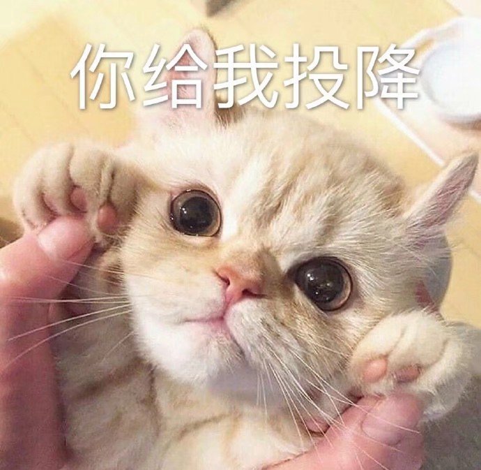 猫猫投降表情包图片