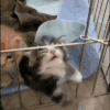 萌宠 猫咪 打 呆萌 可爱