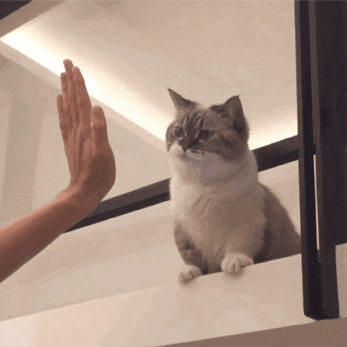 萌宠 猫咪 击掌 呆萌 可爱
