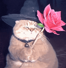 猫咪 可爱 搞怪 日常