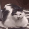萌宠 猫咪 惊讶 呆萌 可爱