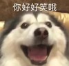萌宠 汪星人 你好好笑哦 无奈 呆萌 可爱