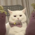 萌宠 猫咪 开心和快乐 呆萌 可爱