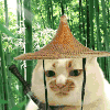 萌宠 猫咪 呆萌 可爱