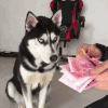 萌宠 狗狗 数钱 呆萌 可爱
